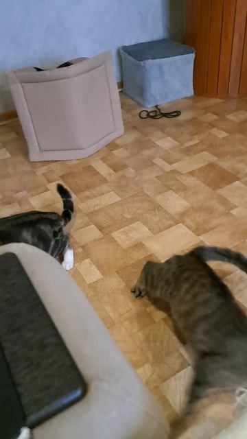 Игрища котов ТИТАНОВ