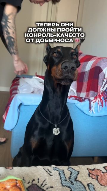 ПРОВЕРКА КОНТРОЛЬ КАЧЕСТВА🛒🥬🐽