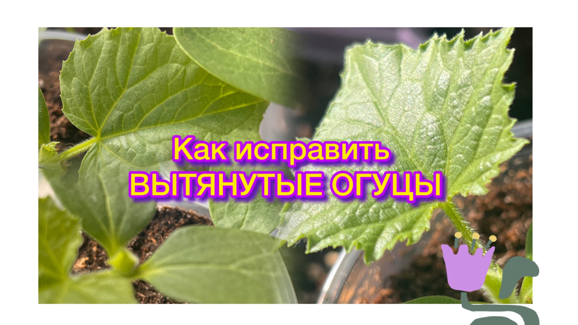 Если вытянулась рассада огурцов🥒, что делать?