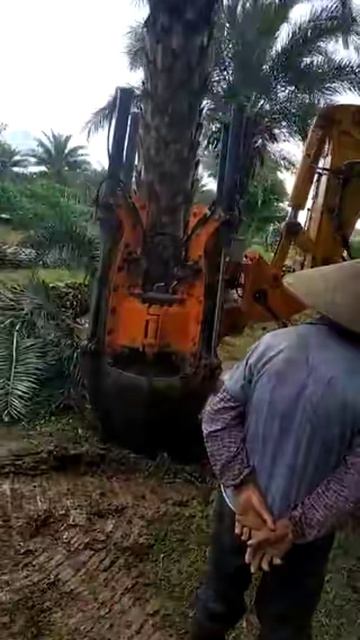 Как пересадить пальму?