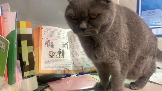 Кот делает со мнй домашку!