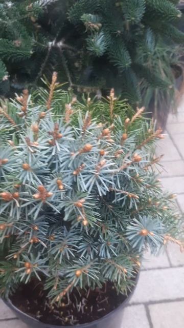 ❤🌲Ель Сербская Пимокко
✔Продажа растений в макс и телеграм канале: https://t.me/love_is_hvoiny_dvori