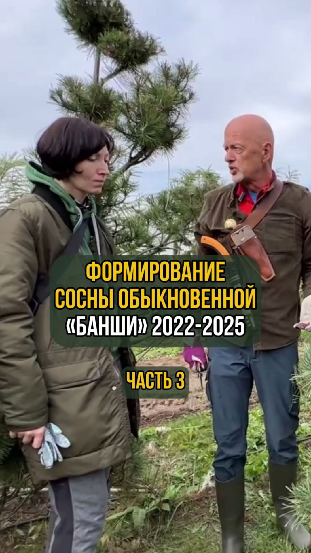 Формирование сосны обыкновенной Банши 2022-2025 гг. Часть 3