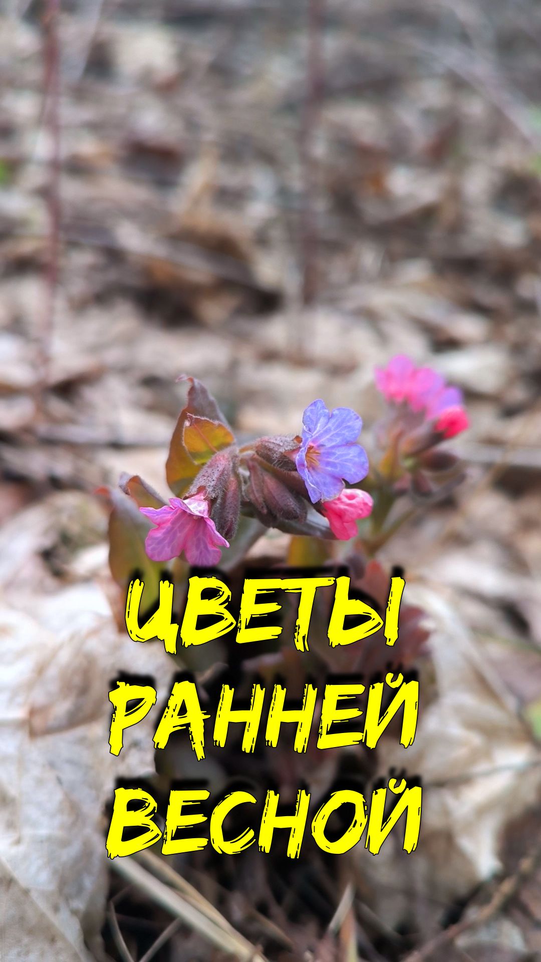 Цветы ранней весной