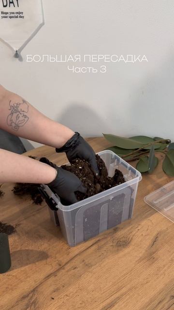 Большая пересадка|Фикус Эластика🪴