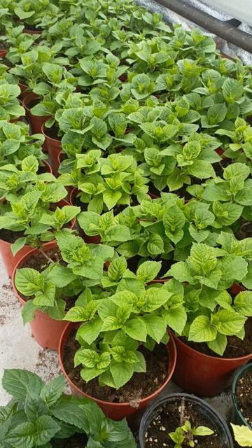 Гортензия крупнолистная