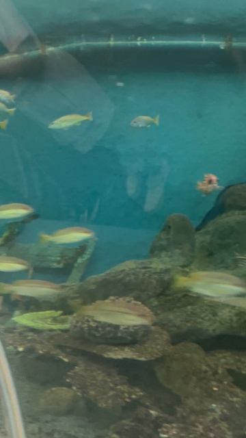 Рыбки в океанариуме ч.40