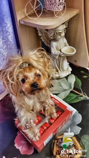 собака Йорик 🐾🐾