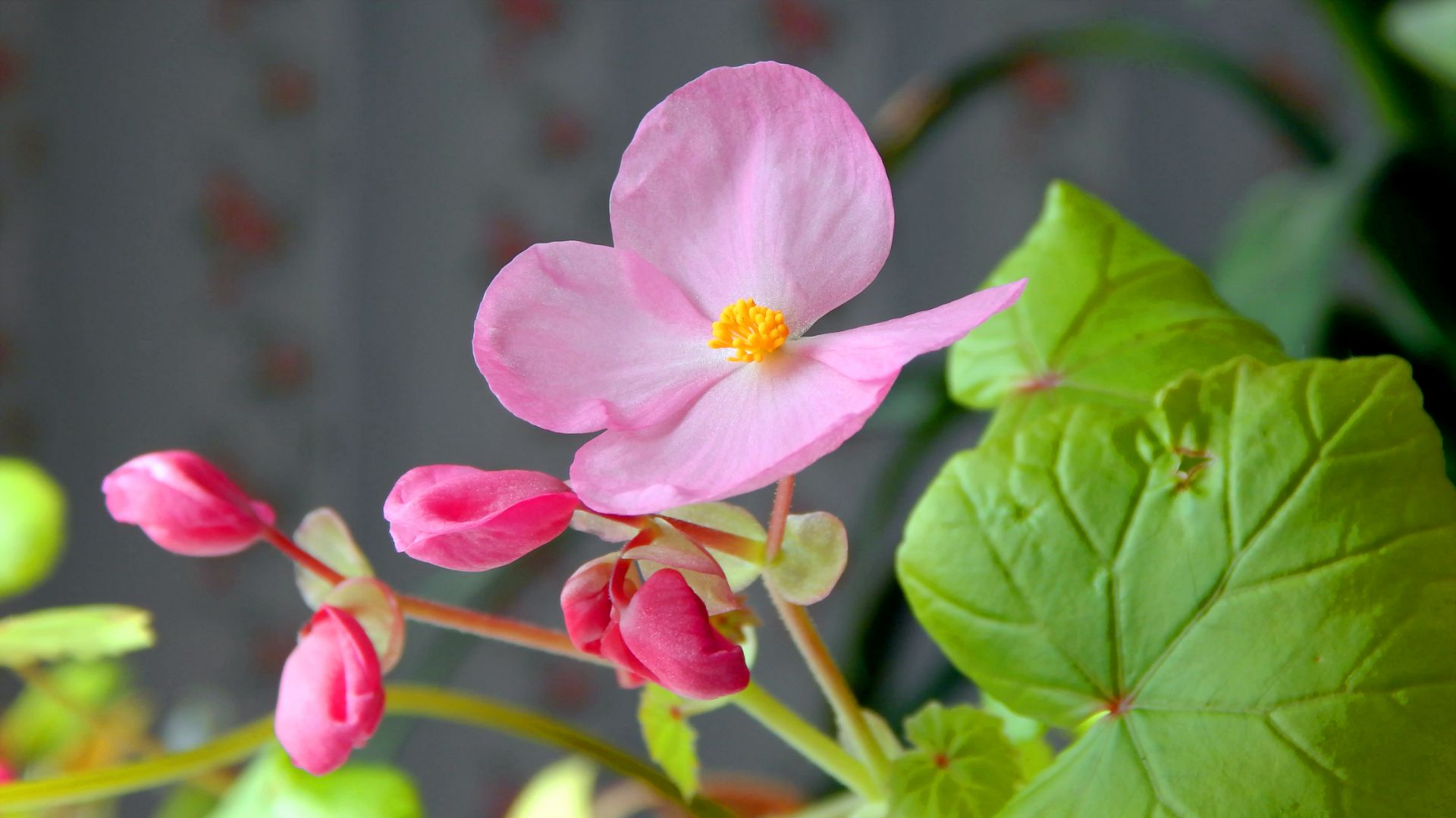 Почему я всегда с фотоаппаратом