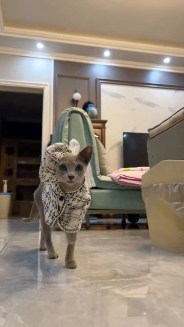 Модная кисо