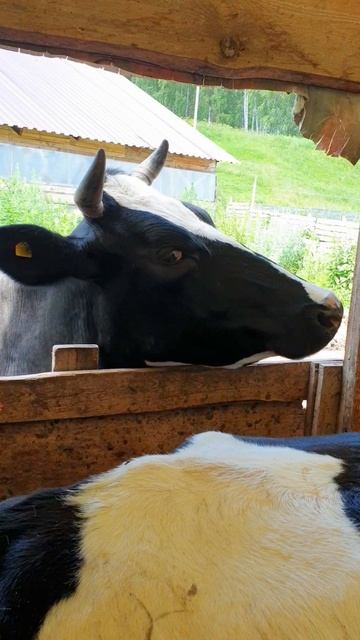 Кто главный у коров ?