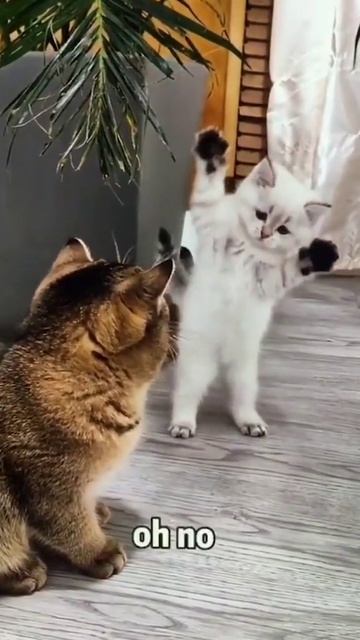 Смешные коты #смех #ржака #коты