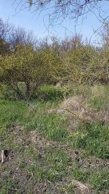 Веселый день