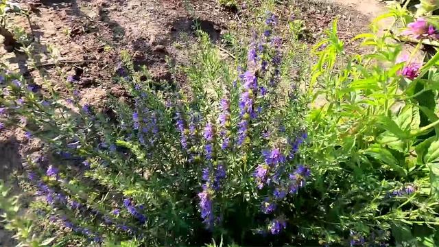 Выращивание иссопа из семян