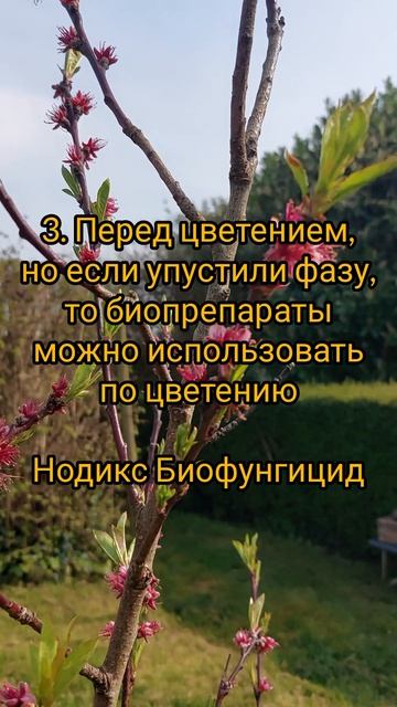 Когда обработать сад биопрепаратами?