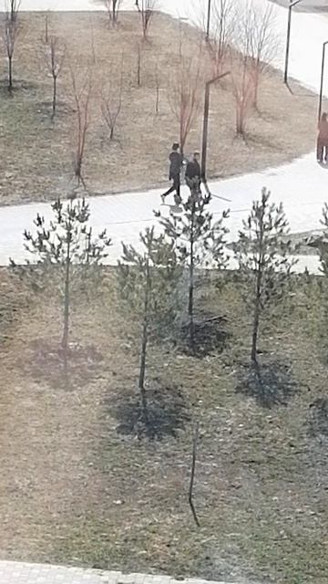 Зацвели одуванчики 22 апреля 2026 год