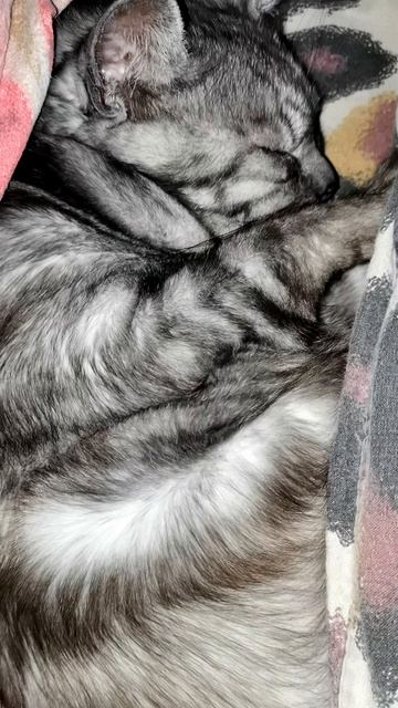 Нас никто не замечает. Но я верю, что моё желание рано или поздно сбудется 💔🐾