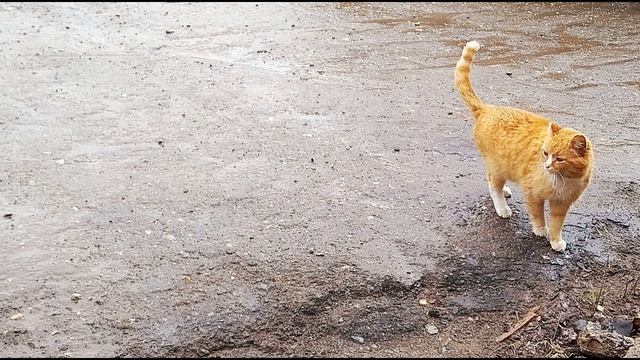 П. Коэльо. О верности себе. Притча 100. Книга Воина Света