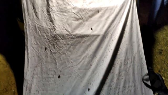 Энтомология для новичков #2. Методы сбора насекомых. Часть 1