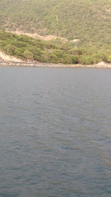 Красиво играются дельфины в Чёрном море в Большом Утрише