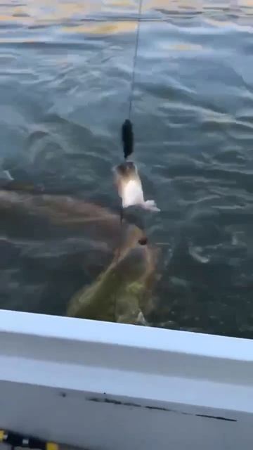 Теперь еще как то его в лодку затащить нужно…