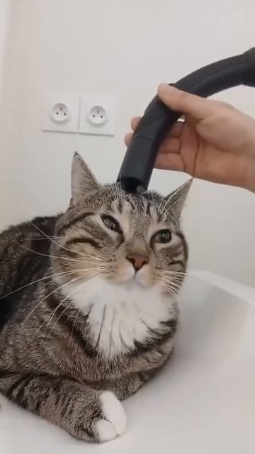 Если хочешь быть здоров - отдавай скорее блох