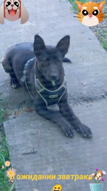 В ожидании завтрака🐶🐱😅