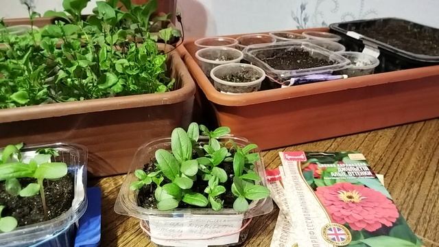 Садово-огородная сага. Моё цветочное богатство.