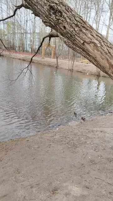 Евковский парк.mp4