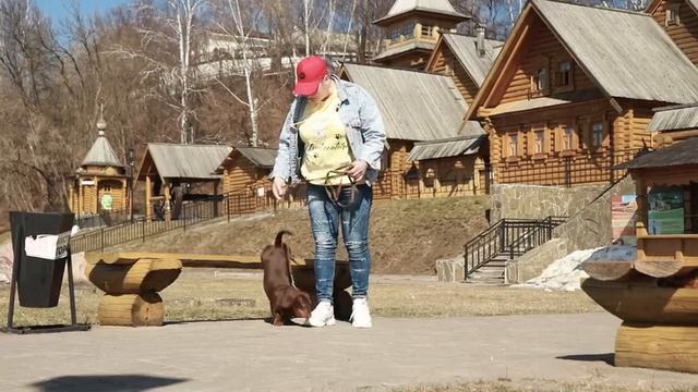 Порода такса.   Характер, уход и воспитание .