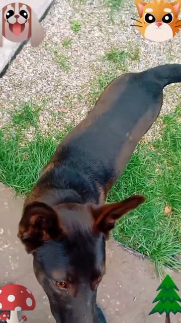 Джек и челендж-1🐶🐱😅