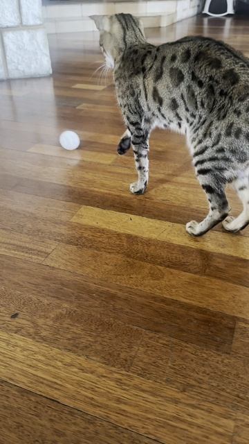 Очередная игрушка для нашей кошки #3dпечать