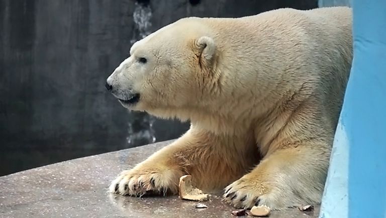 Папе Каю наливают в бассейн воду, а Белка со Стрелкой могут из бассейна только воды попить.