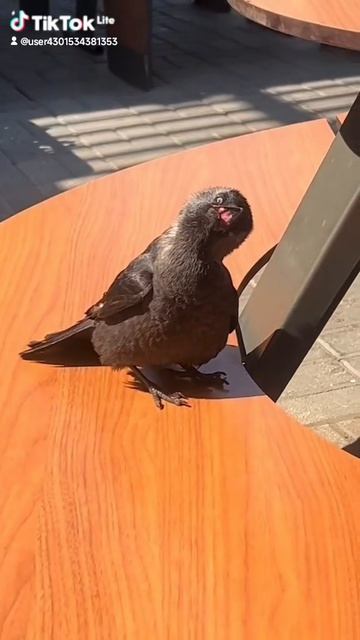 Жареное солнце