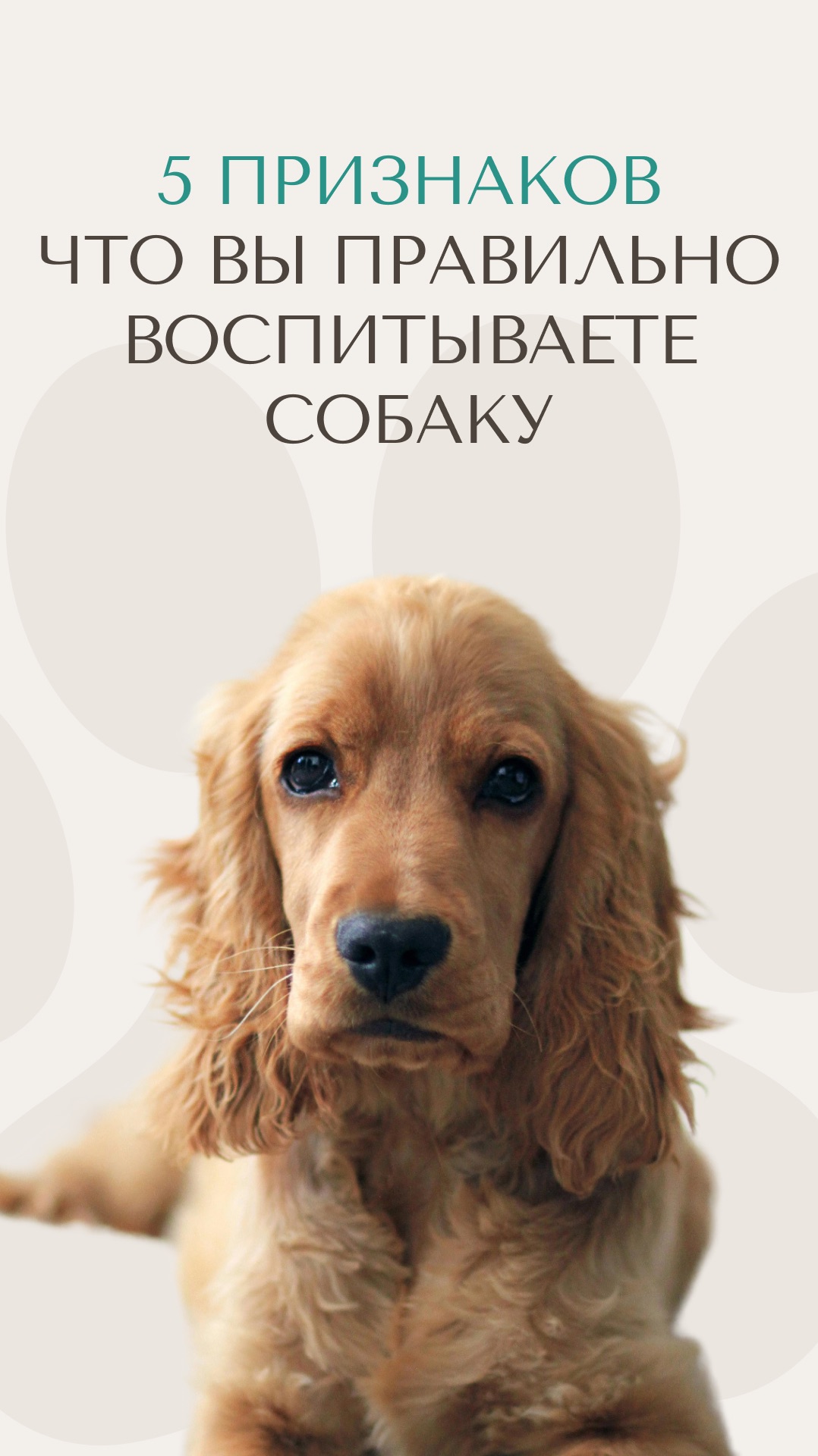 5 признаков, что вы правильно воспитываете собаку