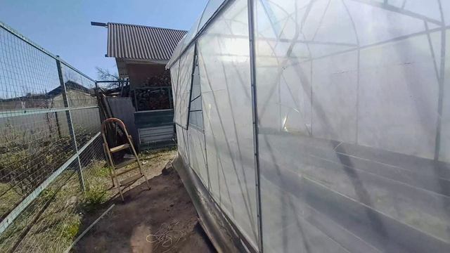 ОБРАБАТЫВАЮ РАССАДУ ОТ КЛЕЩЕЙ.