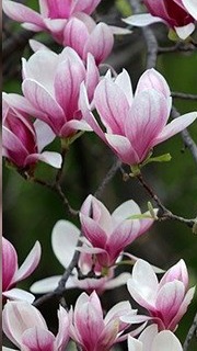 ГУЛЬНАРА ИСМАЕВА 🌸💮🌸💮🌸 ТЮЛЬПАНОВОЕ ДЕРЕВО РАСЦВЕЛО 🌸💮🌸💮🌸 ВЕСНА 🌸 АПРЕЛЬ 🌸 МИР 🌸💮🌸💮🌸