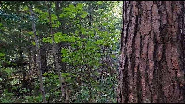 П. Коэльо. Об уважении к себе. Притча 86. Книга Воина Света