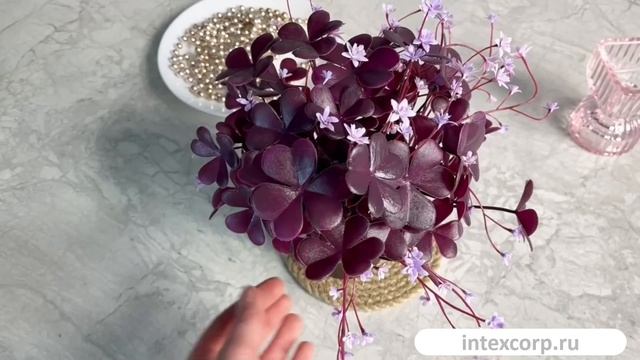 Искусственное растение в горшке ОКСАЛИС - ВЕСТНИК СЧАСТЬЯ, 22 см, 5010067