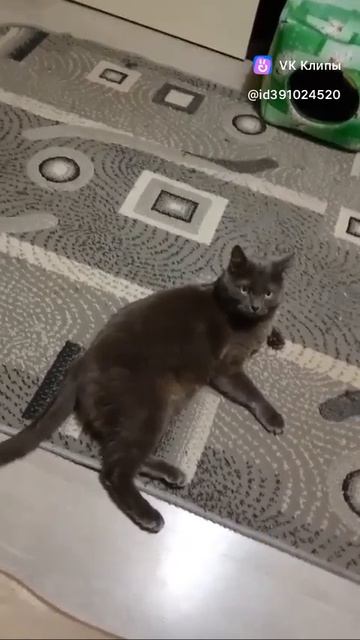 кот Барсик.