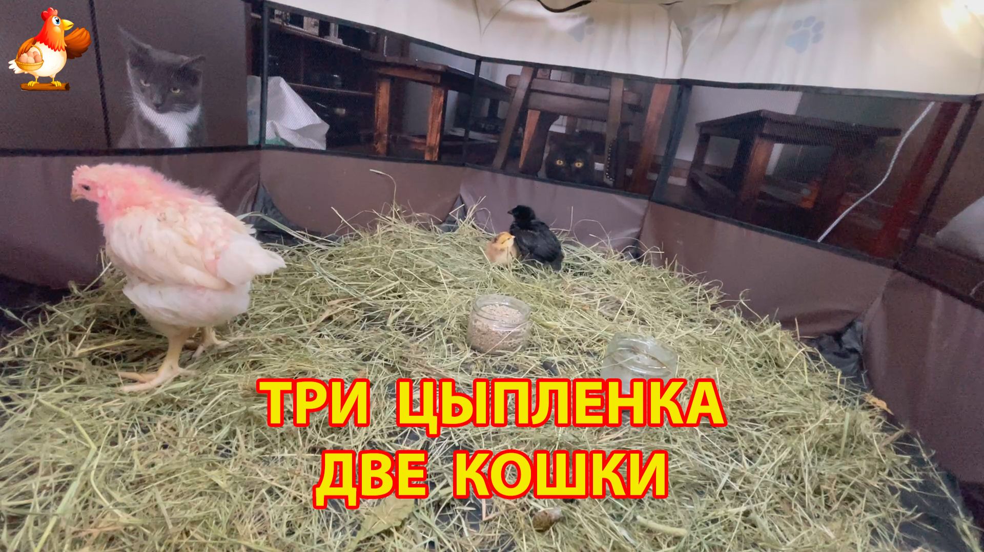 Три Цыпленка в манеже и две Кошки
