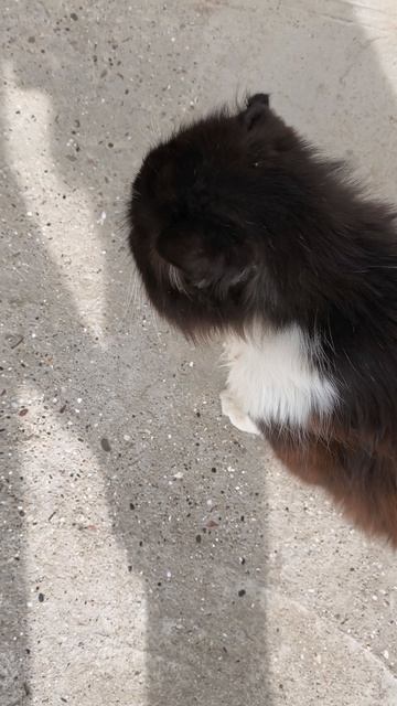 #17 где Мать котят#2 #котики #влог #семья #котята #милые #юмор #треш #топ #как #почему #модно