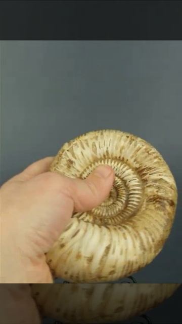 Аммонит 1294