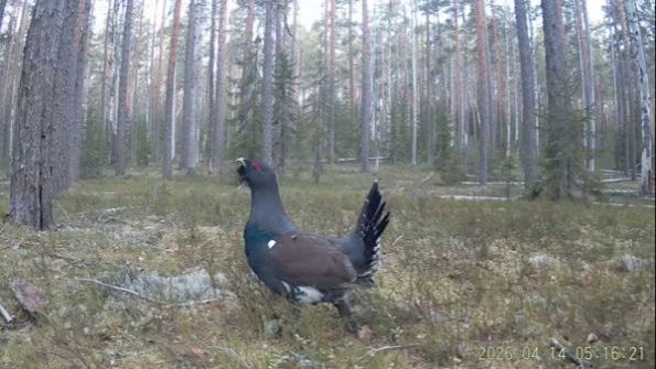 Глухари в заповеднике 