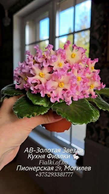 🐇❤️🌞АВ-Золотая Звезда- еще одно солнышко нашего фонда. Пятилепестковые звезды с ярким жёлтым центр