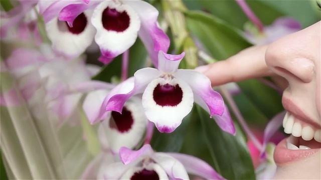 Дендробиум нобиле