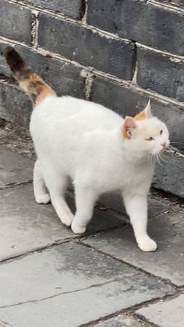 Котик на Великой стене