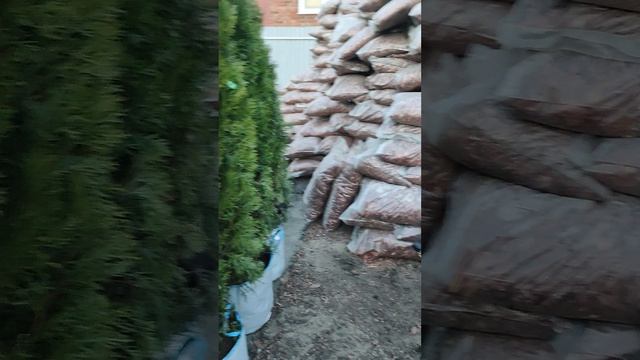 Обзор растений в Садовом центре Родионовых в конце апреля