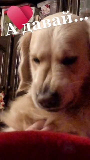 А давай ты не пойдешь на работу?) Голденретривер Максимус