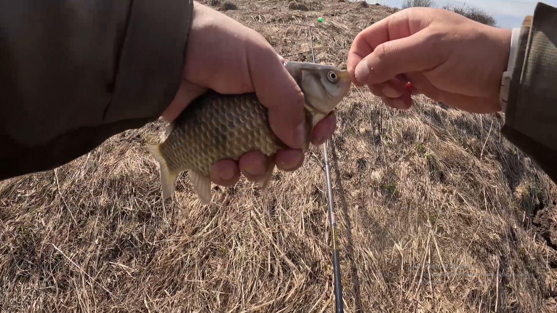 карась на поплавок в апреле 2026